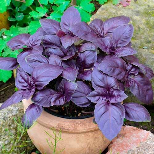 Baziliks Red Opal – košs akcents Tavā dārzā